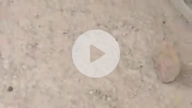 बल्दीराय: ग्राम पंचायत सेवरा में जल जीवन मिशन के निर्माण में बिगड़ा पंचायत भवन, दीवारों में आई दरारें और टूटा फर्श