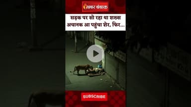 सड़क पर सो रहा था शख्स, अचानक आ पहुंचा शेर, फिर... | #lionvideo #viralvideo #shorts