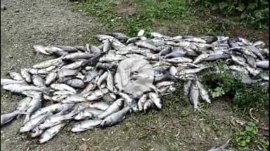 अंबड: जालन्याच्या अंबड शहरालगत असलेल्या जंगी तलावामध्ये मृत माशाचा खच