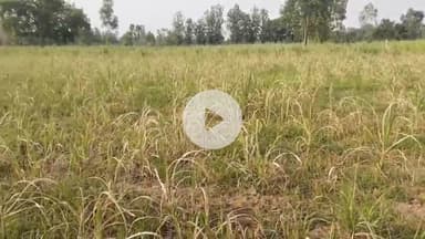 बीसलपुर: घियोना गांव में किसान ने खेत में खरपतवार करने की दवा का किया उपयोग, दवा के साइड इफेक्ट से गन्ने की फसल भी सुखी