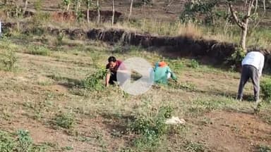 चांद: चांद नगर में 'एक पेड़ मां के नाम' अभियान के तहत पौधारोपण किया गया