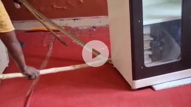 दमोह: शहर स्थित सांदीपनि स्कूल में दिखा ज़हरीला सांप, वन विभाग की टीम ने किया रेस्क्यू