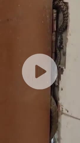 सुल्तानपुर: सीएचसी कूरेभार में सांप दिखने से मरीज और स्टाफ में दहशत, वन विभाग ने लाठी-डंडे से भगाने का सुझाव दिया