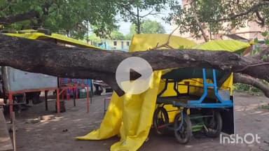 धार: धार जिले की मांडु में चाय की दुकान पर गिरा 200 साल पुराना पीपल का पेड़, टला बड़ा हादसा