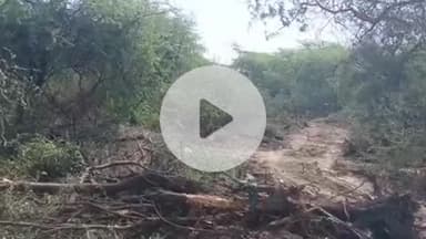 सांगोद: कुंदनपुर क्षेत्र में जेसीबी एवं अन्य मशीनों से काटे जा रहे हरे पेड़ों पर नहीं हो रही प्रभावी कार्रवाई