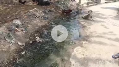 औरैया: विकासखंड भाग्यनगर की ग्राम पंचायत दौलतपुर में जल भराव एवं गंदगी की समस्या से जूझ रहे ग्रामीण #jansamasya