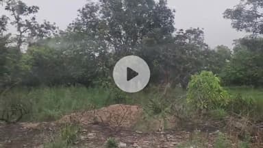 अमरोहा: अमरोहा जिले में तेंदुए की दहशत बरकरार, अतरासी रोड पर बाइक सवार को दिखाई दिया तेंदुआ, बना दहशत का माहौल