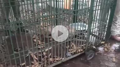 बहराइच: बहराइच वन विभाग के पिंजरे में कैद हुआ खूनी भेड़िया, डीएफओ अजीत प्रताप सिंह ने दी जानकारी