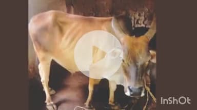 म्हसळा: खारगाव खुर्द सकलप येथील चोरीला गेलेला बैल परतला