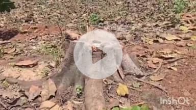 ಶಿರಸಿ: ಕೋಟೆವಾಡ ಸ್ಮಶಾನದಲ್ಲಿ ಮರಗಳ ಮಾರಣ ಹೋಮ : ಅಂಕೋಲಾ ಪುರಸಭೆ ಮುಖ್ಯಾಧಿಕಾರಿ ಮೇಲೆ ಪ್ರಕರಣ