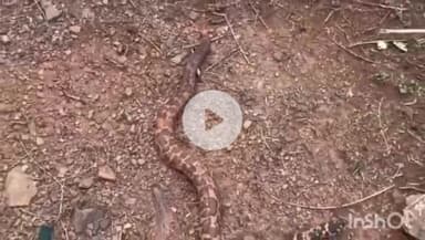 सिहावल: सीधी जिले के टिकरी विश्रामगृह में मिला जहरीला सांप, वन विभाग की टीम ने पकड़कर सुरक्षित छोड़ा