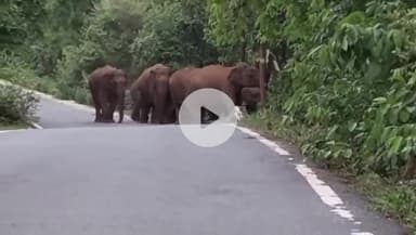 हज़ारीबाग: हजारीबाग में जंगली हाथियों का आतंक, ग्रामीणों में दहशत