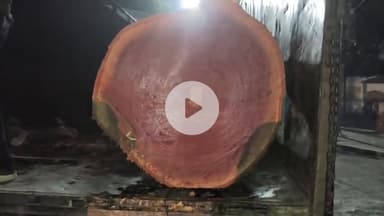 लोहरदगा: सदर अस्पताल का वर्षों पुराना यूकेलिप्टस का पेड़  कई मजदूर जान जोखिम में रखकर कटा,दुर्घटना टली  #jansamasya