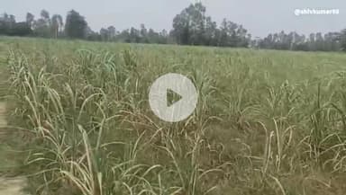 किसान को नकली दवाई देने से खेत में खड़ी नौ बीघा गन्ने की फसल हुई बर्बाद, गजरौला थाना क्षेत्र के गांव घियोना का मामला।