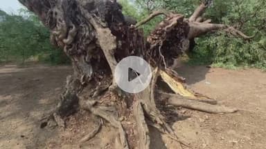 दमोह: धरमपुरा में पानी की टंकी के पास इमली का पुराना पेड़ गिरने से मकान क्षतिग्रस्त, बिजली के तार टूटे