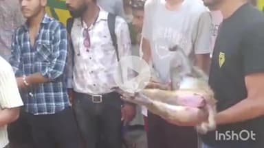 बरेली: किला थाना क्षेत्र के चावल मंडी में मिले 6 बंदरों के शव, कुछ तड़प रहे थे, मुंह से निकल रहा था खून, जहर खाने की आशंका