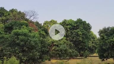 अमरोहा: अमरोहा जिले में तेंदुए की दहशत बरकरार, गांव चुबका में दिखाई दिया तेंदुआ, ग्रामीणों में दहशत का माहौल