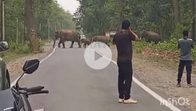 उदयपुर धरमजयगढ़: आमगांव के पास सड़क पार करते दिखा हाथियों का दल, आवागमन हुआ प्रभावित