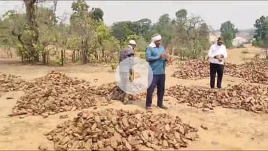 सिंगरौली: खराब गुणवत्ता बताकर 8.5 लाख तेंदूपत्ता गड्डियां रिजेक्ट, फड़मुंशियों का आरोप- हमें एफआईआर की धमकी मिली