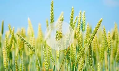 झांसी: जिले में किसानों को धान के बाद मूंगफली की खेती करना पड़ेगा महंगा