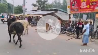 नानपारा: रिसिया में दो साड़ियों की टक्कर से दुकान और बाइक टूटी, कई लोग घायल, प्रशासन से कार्रवाई की मांग