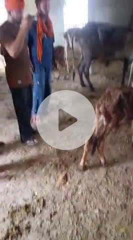 गौ माता सेवा समिति राजपुरा में दीपिका बाई गुरु माता संजना बाई किन्नर ने निर्जला ग्यारस को गौशाला मैं हरे चारेका सहयोग कि