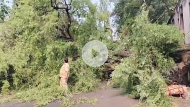 कांके: रांची के पुरुलिया रोड पर सड़क पर गिरा विशालकाय पेड़, यातायात बाधित