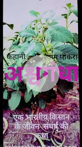 Ek kahani...... ASHVGANDHA part -1. एक कहानी ...... अश्वगन्धा भाग 1. A story of Indian farmer and his struggle of life.