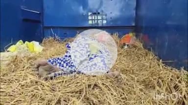 आरा: अगिआंव बाजार थाना क्षेत्र के खननी गांव के आंधी सिंह टोला में विद्युत प्रवाहित तार की चपेट में आने से अधेड़ की हुई मौत