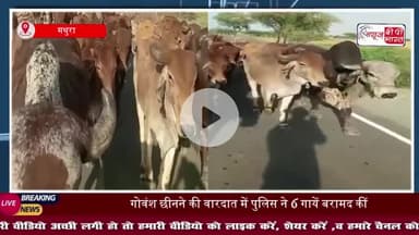 गोवंश छीनने का मामला: पुलिस ने की बड़ी कार्रवाई, 6 गायें बरामद