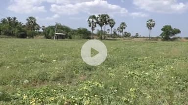 சாத்தான்குளம்: தடியங்காய் உரிய விலை இல்லாததால் நஷ்டம் இழப்பீடு தர கோரி கொம்பன்குளத்தில் விவசாயிகள் கோரிக்கை