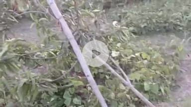 कहलगांव: लदमा निवासी ओम प्रकाश कुमार पंडित के आम के बगीचे को अज्ञात व्यक्ति ने काटा, पुलिस से न्याय की गुहार