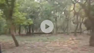 कलीनगर: पीलीभीत टाइगर रिजर्व के जंगल में निजी गाड़ी दौड़ाने का वीडियो सोशल मीडिया पर हुआ वायरल