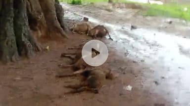 अभी अभी बज्रपात गिरने से गरदिसाई गांव में 5 भेड़ा चपेट में आने से मर गए