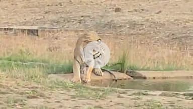 देवेंद्रनगर: पानी पीते समय अचानक घबराकर उछला बाघ, पानी पीना छोड़कर वापस लौटा, वीडियो वायरल