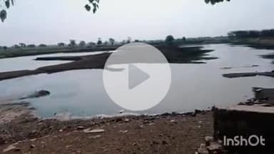 बमोरी: खडेला तालाब में मगरमच्छों ने गाय पर किया हमला, मौके पर हुई मौत