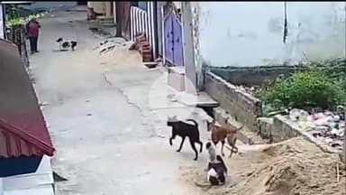 गिरिडीह: न्यू बरगंडा मोहल्ले में आवारा कुत्तों के आतंक से स्थानीय लोग और राहगीर परेशान #jansamasya