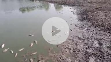 झांसी: रक्सा के पुनावली कला के तालाब में गर्मी और पानी की कमी से मछलियों की हुई मौत, वीडियो हुआ वायरल