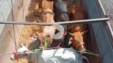 कोडरमा: कोडरमा में अवैध रूप से मवेशी तस्करी के मामले में पुलिस ने दो अभियुक्तों को किया गिरफ्तार