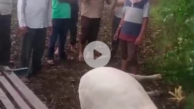 प्रभात पट्टन: प्रभात पट्टन के ताईखेड़ा गांव में आकाशीय बिजली से मवेशी की मौत, किसान परेशान