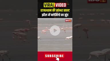 Rajasthan की सांभर साल्ट झील में फ्लेमिंगो का झुंड #shortvideo #flamingos #viralvideo #rajasthan