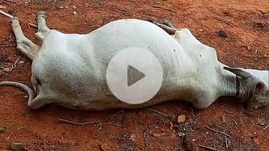 लांजी: मौसम ने बदला मिजाज: भक्कूटोला में आकाशीय बिजली गिरने से बारिश के दौरान बैल की मौत