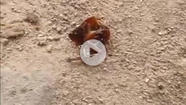 कोल: गांधी पार्क में बिरयानी खाने आए युवक की बिरयानी में निकला कॉकरोच, युवक को हुई उल्टियां