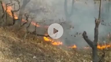 सिहावल: सीधी जिले के कैमोर पहाड़ में अज्ञात कारण से लगी आग, जंगल जलकर खाक