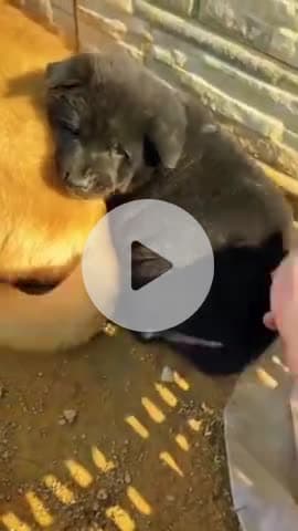 #doges #doglover #trend #public #india