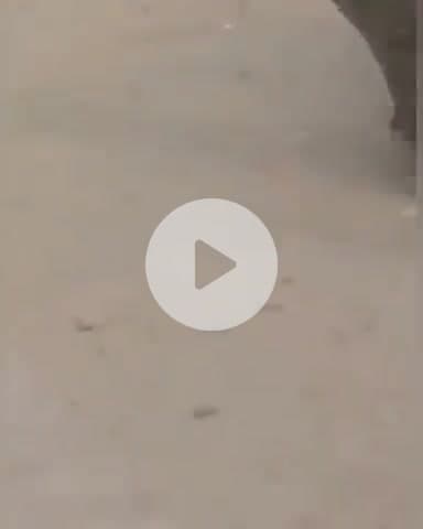 कानपुर: गंगा बैराज क्षेत्र के रामपुर में युवतियों ने एक महिला को बाल पकड़कर बेरहमी से पीटा, वीडियो हुआ वायरल