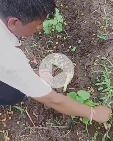 खरगौन: निमाड़ में गर्मी के कारण रोकी गई कपास की बुवाई, जिले में 1.90 लाख हेक्टेयर का लक्ष्य