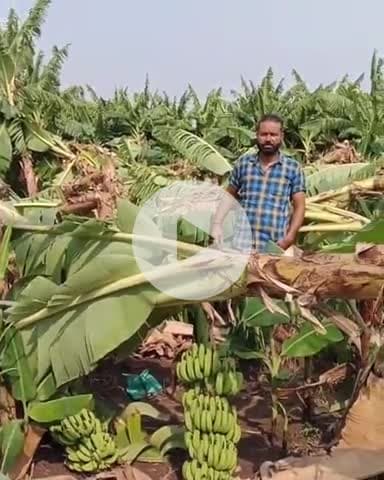 खरगौन: खरगोन जिले में नर्मदा पट्टी के केला उत्पादक क्षेत्र में आंधी से 500 एकड़ फसल को नुकसान