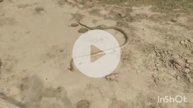 फिरोज़ाबाद: जलेसर रोड कान्हा गौशाला के सामने चल रहे कंस्ट्रक्शन कार्य के दौरान निकला छह फुट से अधिक लंबा सांप, लोग हुए दहशत में