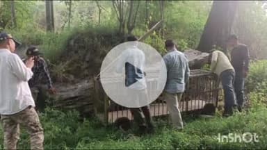 राजगढ़ी: वन विभाग ने गुलदार को पकड़ने के लिए मुंगरशन्ति रेंज के धारी खड्ड और सौली बैरियर के समीप लगाए हैं दो पिंजरे